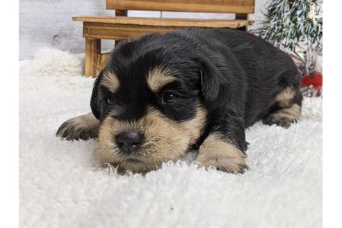 成約済の静岡県のミニチュアシュナウザー-116527の2枚目