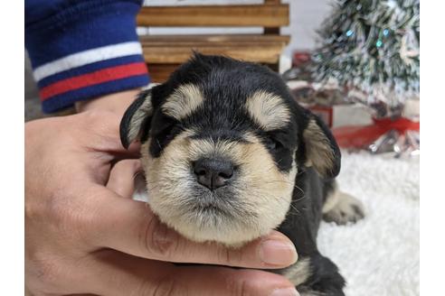 成約済の静岡県のミニチュアシュナウザー-116528の1枚目