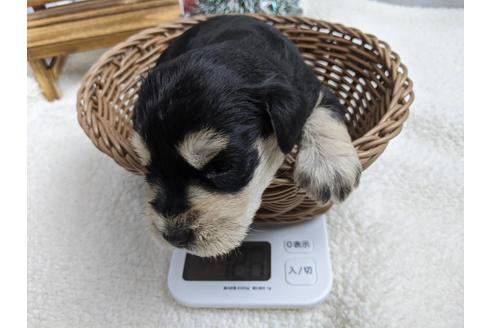 成約済の静岡県のミニチュアシュナウザー-116528の4枚目