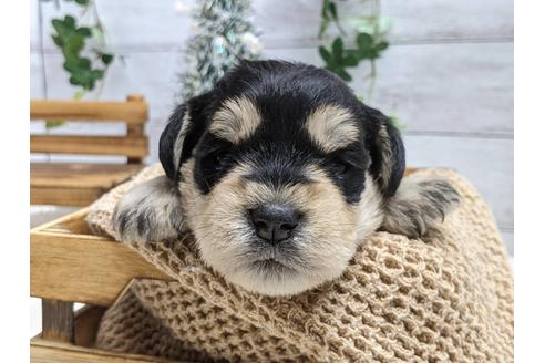 成約済の静岡県のミニチュアシュナウザー-116528の3枚目