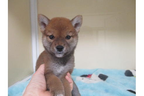 成約済の岡山県の柴犬-116532