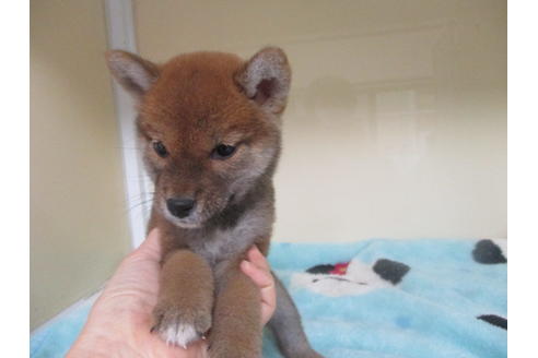 成約済の岡山県の柴犬-116532の5枚目