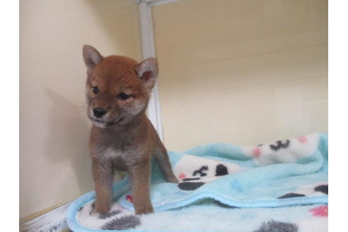 成約済の岡山県の柴犬-116532の4枚目