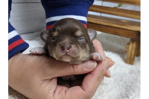 成約済の静岡県のチワワ(ロングコート)-116535の1枚目