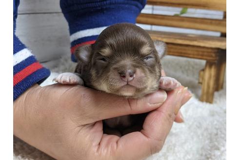 成約済の静岡県のチワワ(ロングコート)-116535の2枚目