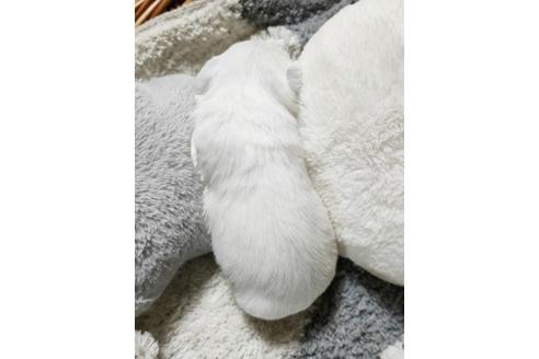 成約済の埼玉県のミニチュアシュナウザー-114780の2枚目