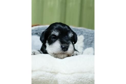 成約済の埼玉県のミニチュアシュナウザー-114781の3枚目