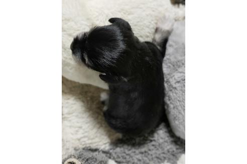 成約済の埼玉県のミニチュアシュナウザー-114781の2枚目
