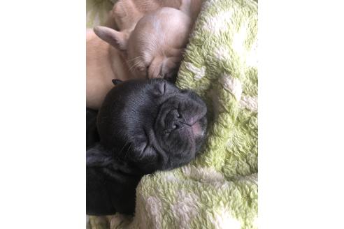 成約済の福岡県のフレンチブルドッグ-114808の2枚目