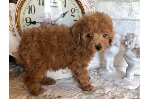 成約済の岡山県のタイニープードル-116582の4枚目