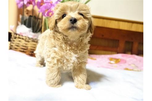 成約済の熊本県のその他の犬種-116364の2枚目