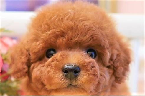 成約済の大阪府のトイプードル-116589の1枚目