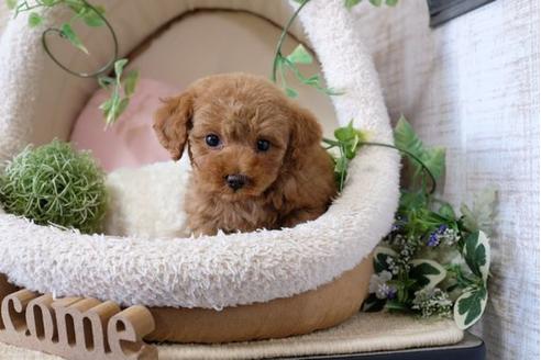 成約済の滋賀県のトイプードル-115093