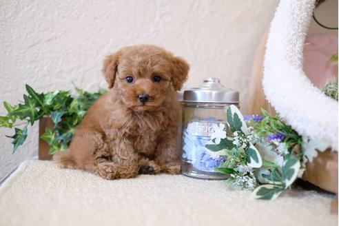 成約済の滋賀県のトイプードル-115093の4枚目