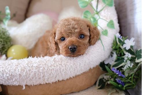 成約済の滋賀県のトイプードル-115093の3枚目