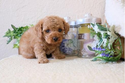 成約済の滋賀県のトイプードル-115093の2枚目