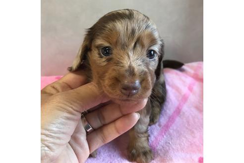 成約済の宮崎県のミニチュアダックスフンド(ロングヘアード)-114799の1枚目