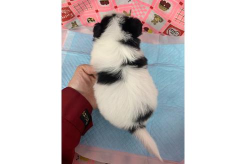 成約済の愛知県のパピヨン-116628の3枚目