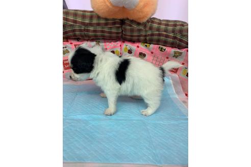 成約済の愛知県のパピヨン-116628の4枚目