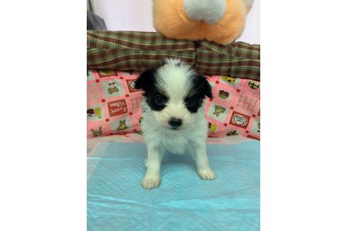 成約済の愛知県のパピヨン-116628の1枚目