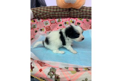 成約済の愛知県のパピヨン-116628の2枚目