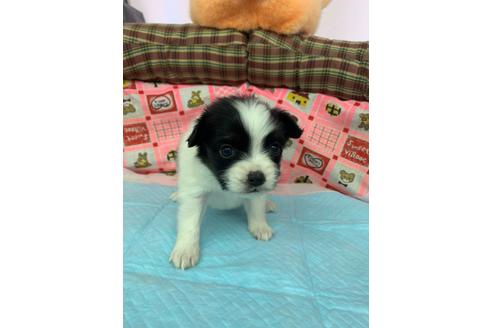 成約済の愛知県のパピヨン-116629の1枚目