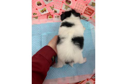 成約済の愛知県のパピヨン-116629の4枚目