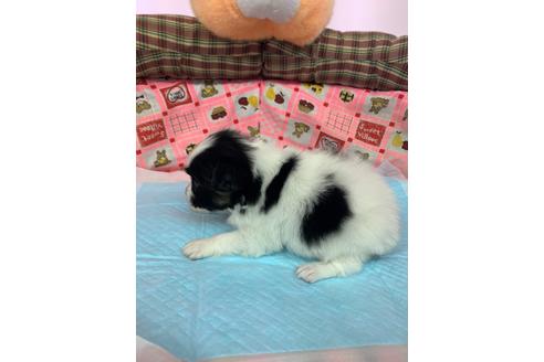 成約済の愛知県のパピヨン-116629の2枚目