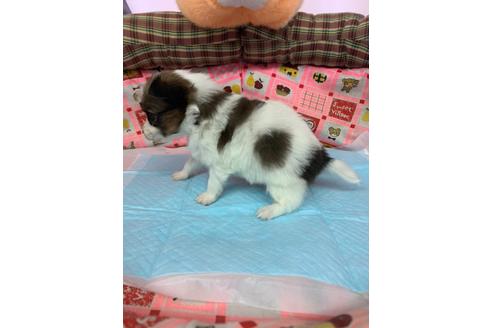 成約済の愛知県のパピヨン-116630の3枚目