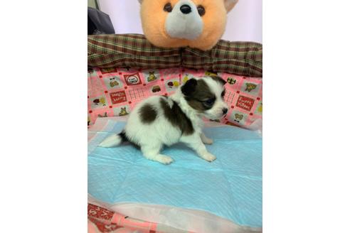 成約済の愛知県のパピヨン-116630の4枚目