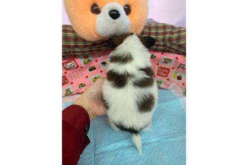 成約済の愛知県のパピヨン-116630の2枚目