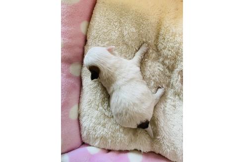 成約済の福岡県のチワワ(ロングコート)-116648の2枚目