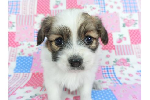 成約済の千葉県のパピヨン-116649の1枚目