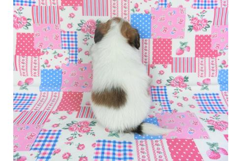 成約済の千葉県のパピヨン-116649の4枚目