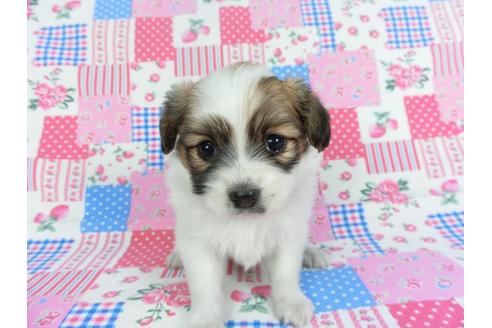 成約済の千葉県のパピヨン-116649の3枚目