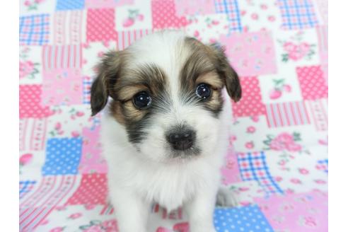 成約済の千葉県のパピヨン-116649の2枚目