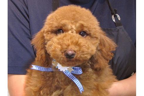 成約済の茨城県のトイプードル-116655の2枚目