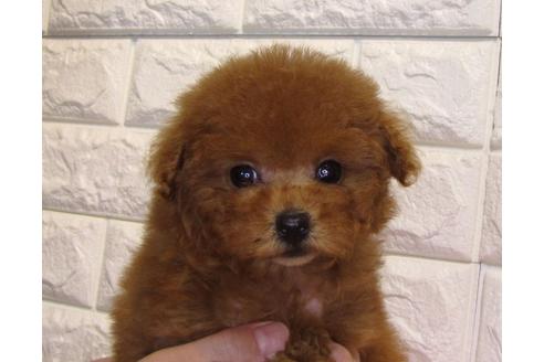 成約済の茨城県のトイプードル-116656の1枚目