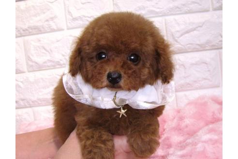 成約済の茨城県のトイプードル-116659の3枚目