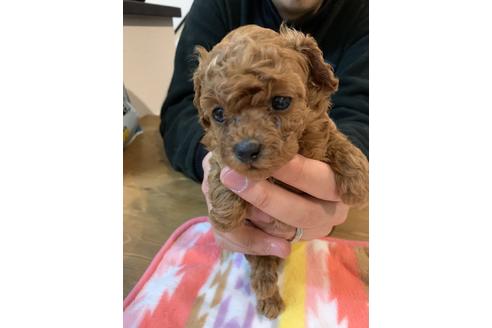 成約済の愛媛県のトイプードル-116660の1枚目