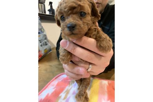 成約済の愛媛県のトイプードル-116660の3枚目