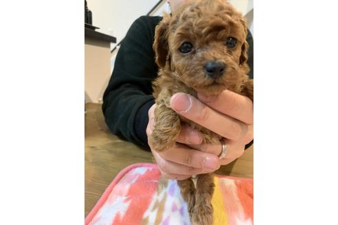 成約済の愛媛県のトイプードル-116660の2枚目