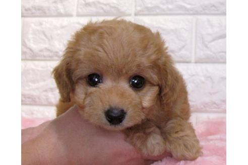 成約済の茨城県のトイプードル-116661の2枚目