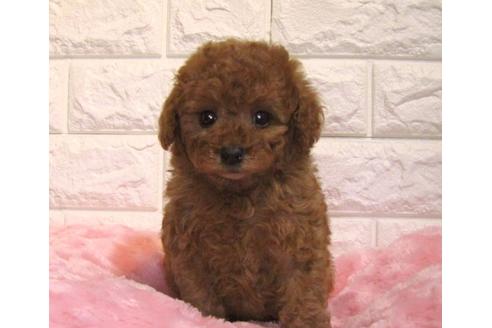 成約済の茨城県のトイプードル-116662の3枚目