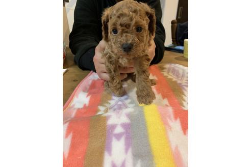 成約済の愛媛県のトイプードル-115720の3枚目