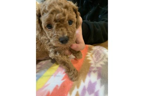 成約済の愛媛県のトイプードル-115720の1枚目