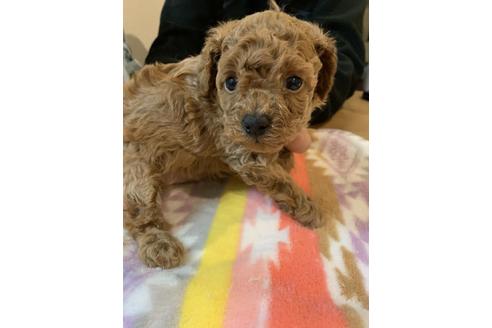 成約済の愛媛県のトイプードル-115720の2枚目