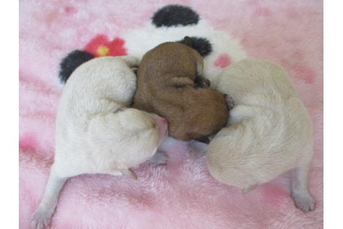 成約済の岡山県の豆柴-116664の7枚目