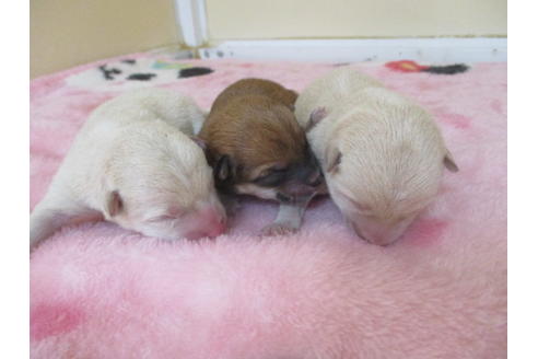 成約済の岡山県の豆柴-116665