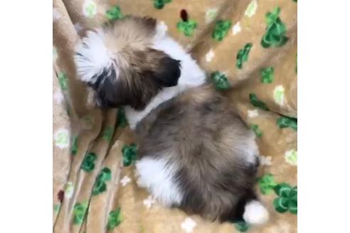 成約済の茨城県のシーズー-116674の3枚目